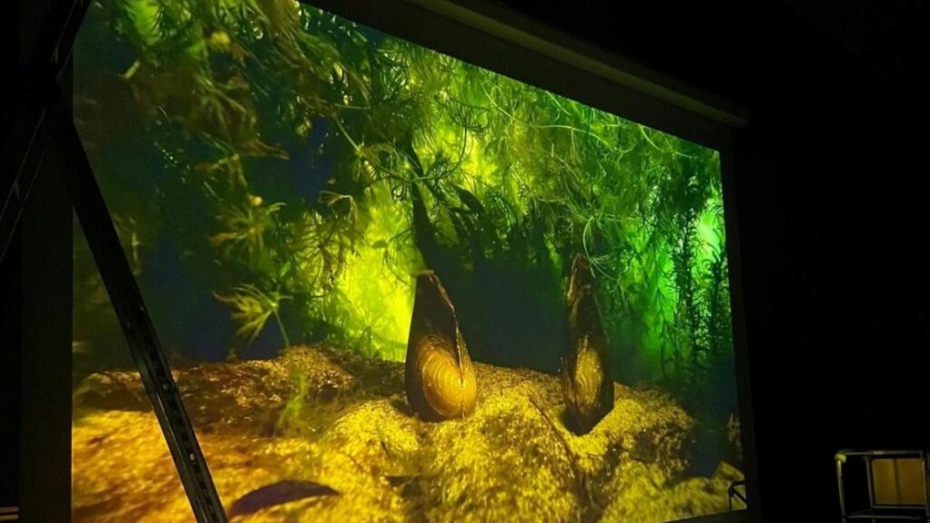 7-Meter-Großmotorleinwand im Müritzeum